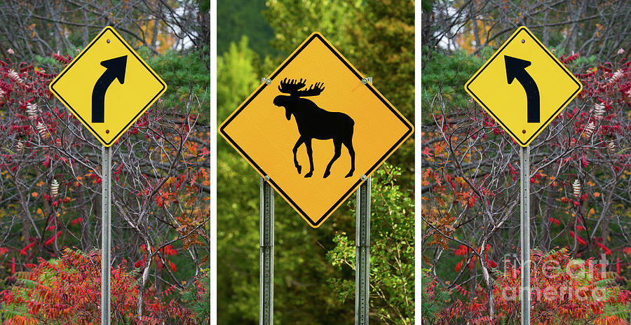 Beware Of The Moose Triptych  Photograph by Les Palenik