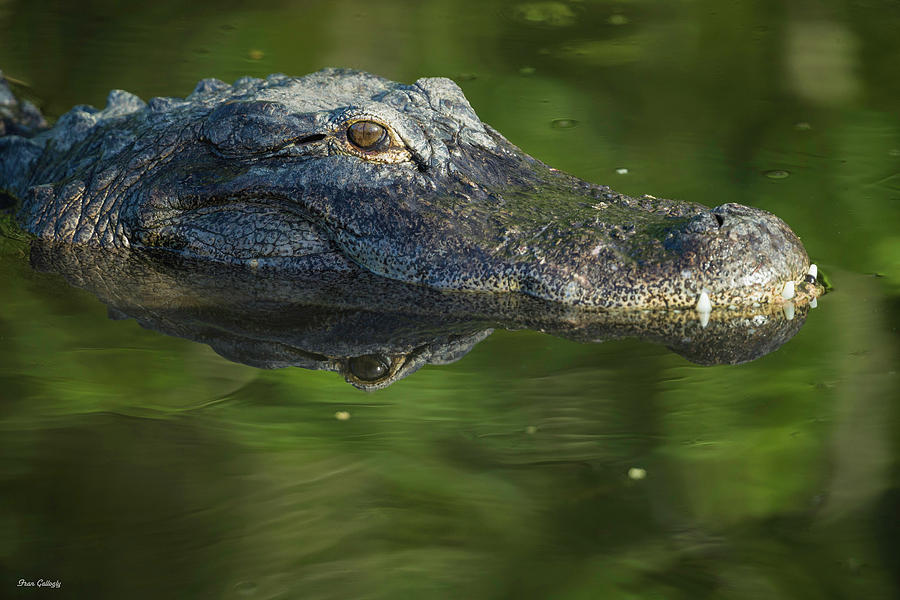 Beware the Alligator Photograph by Fran Gallogly