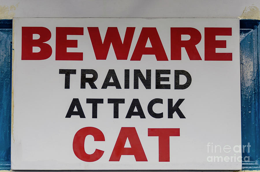 Beware Trained Attack Cat Photograph