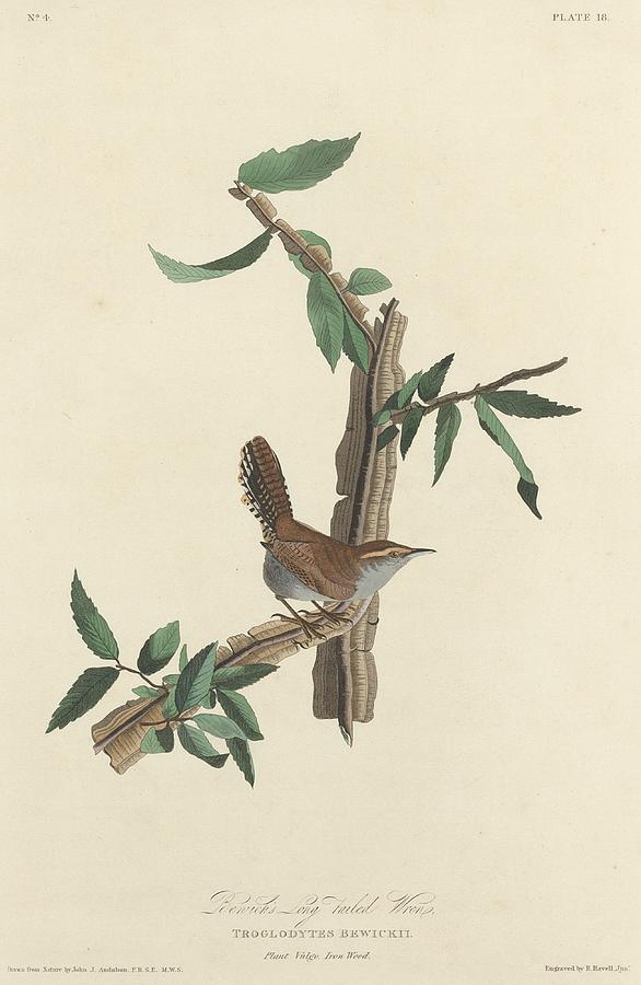 John James Audubon Drawing - Bewicks Long-Tailed Wren by Dreyer Wildlife Print Collections 