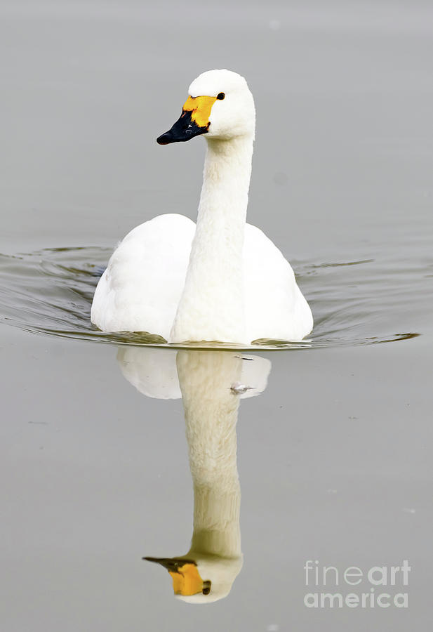 Bewicks Swan Photograph by Colin Rayner