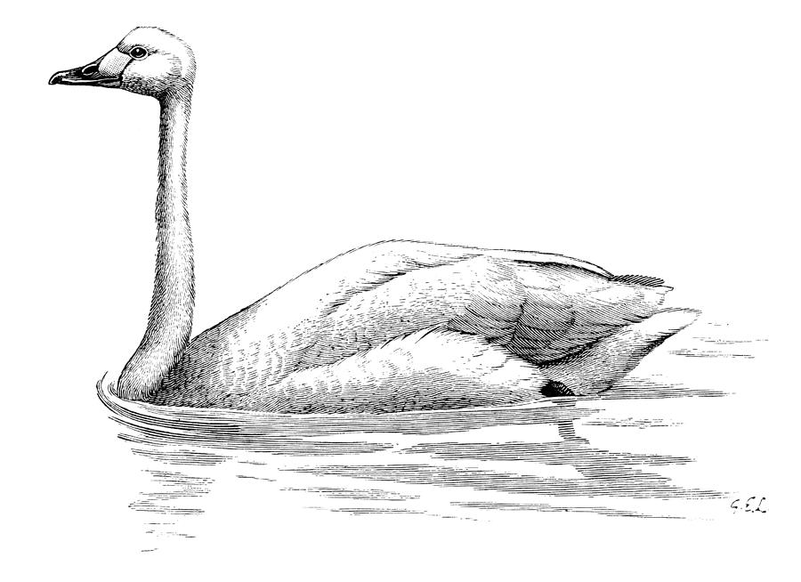 Bewicks Swan Photograph by Granger
