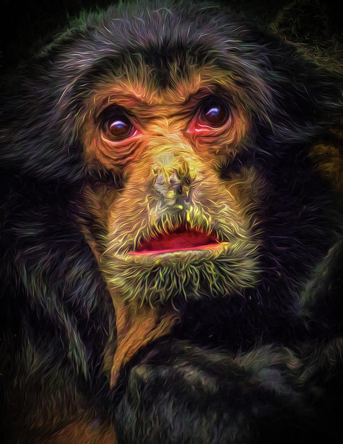 Monkey Photograph - Bewildered by Paul Malen Monkey Photograph - Bewildered by Paul Malen