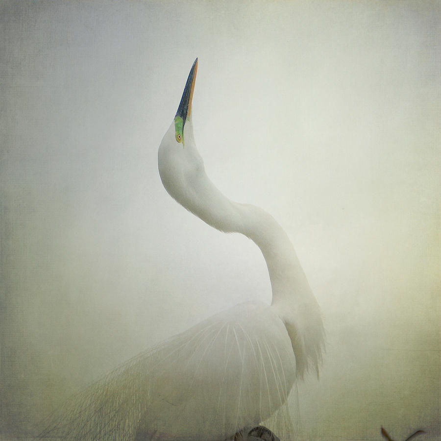 Egret Photograph - Bewitched by Fraida Gutovich