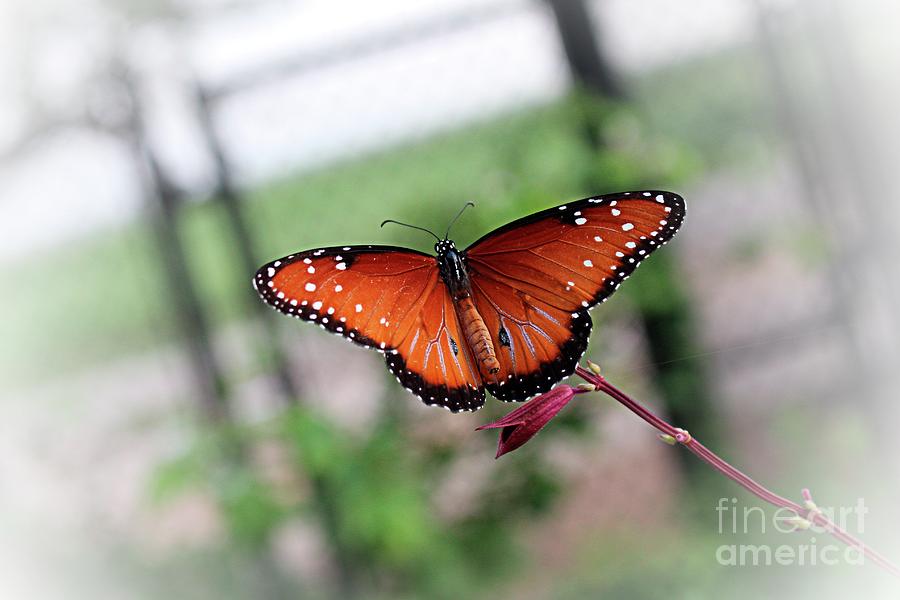 Beyond the Garden Gate - Monarch Butterflies Photograph by Ella Kaye Dickey