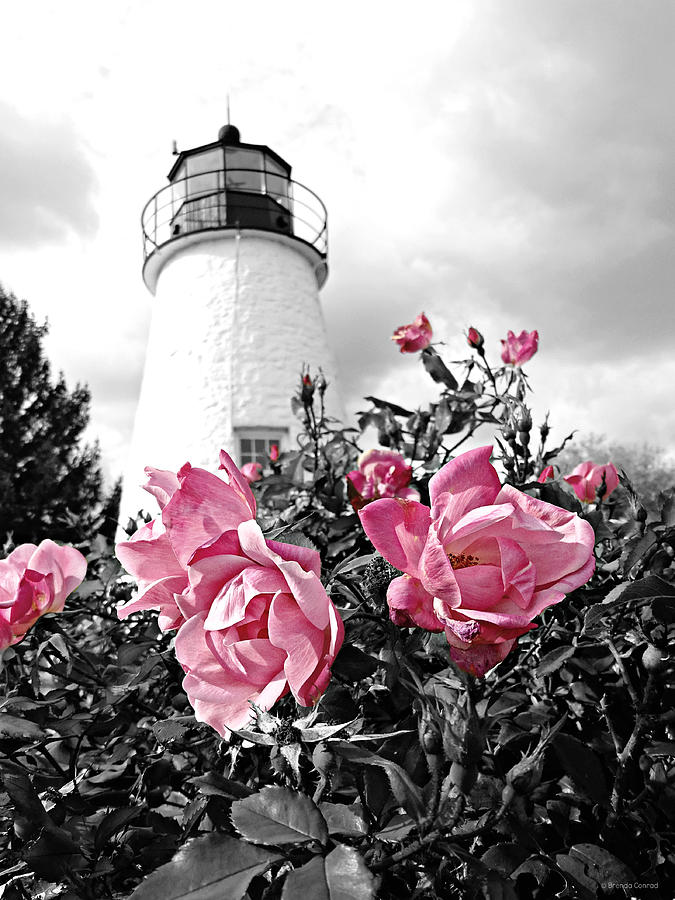 Black And White Photograph - Beyond the Roses by Dark Whimsy