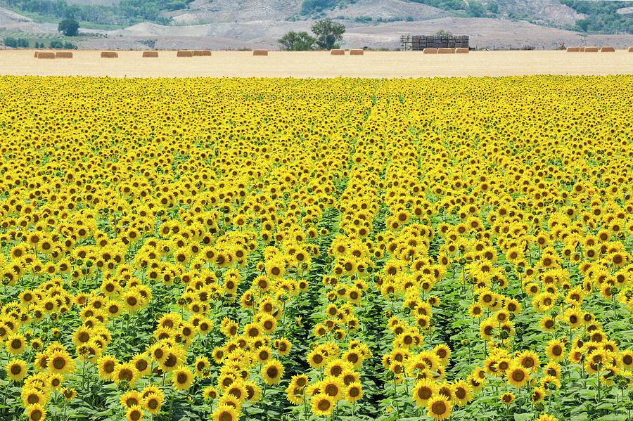 Beyond The Sunflower Field Photograph by Denise Bush