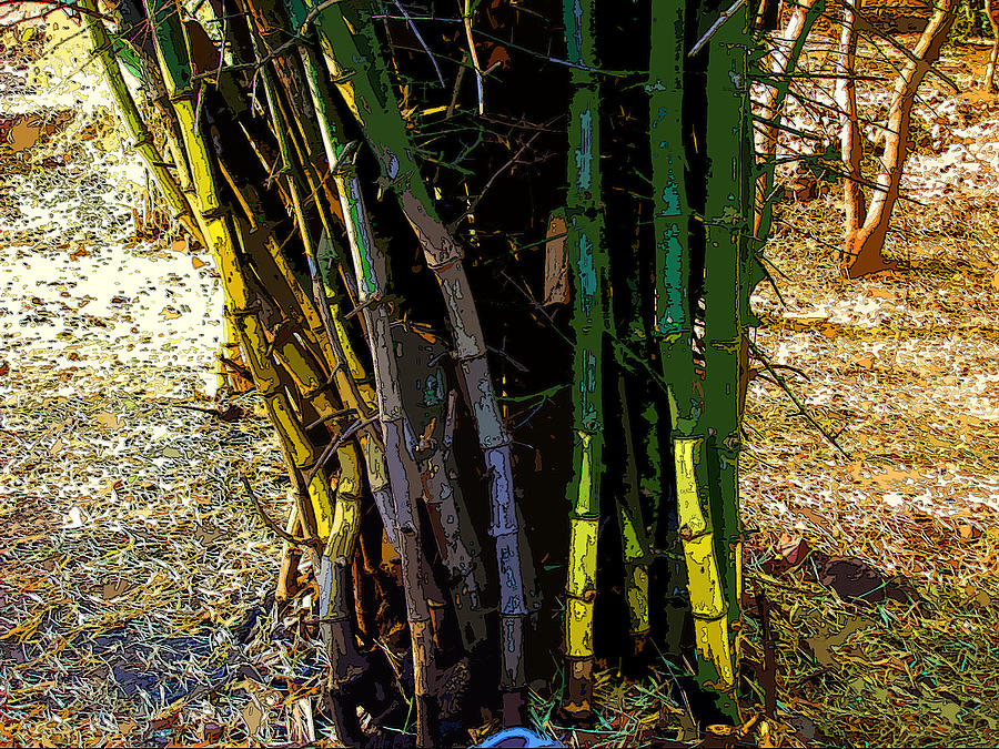 Bhopal bamboos Photograph by Padamvir Singh