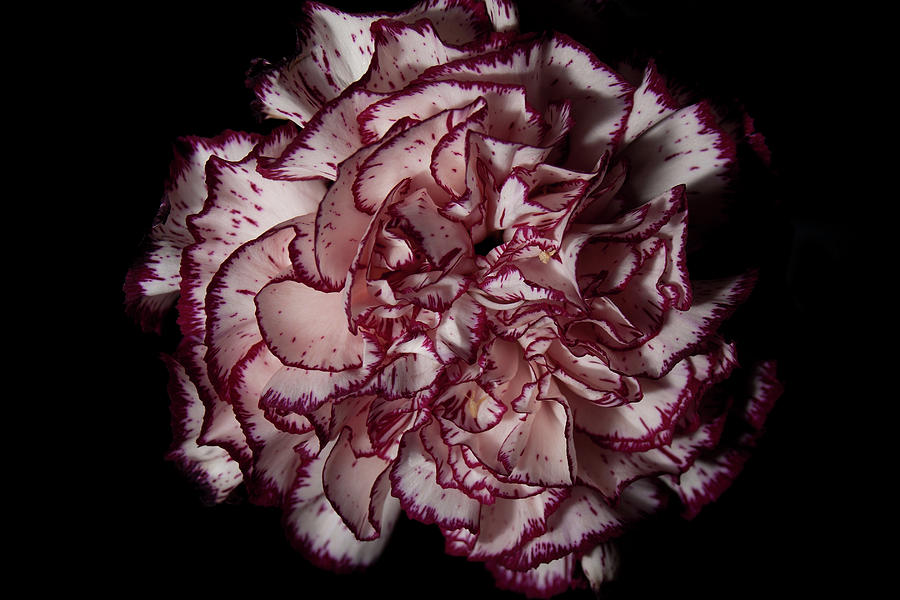 Bi-Color Carnation Photograph by Eugene Campbell