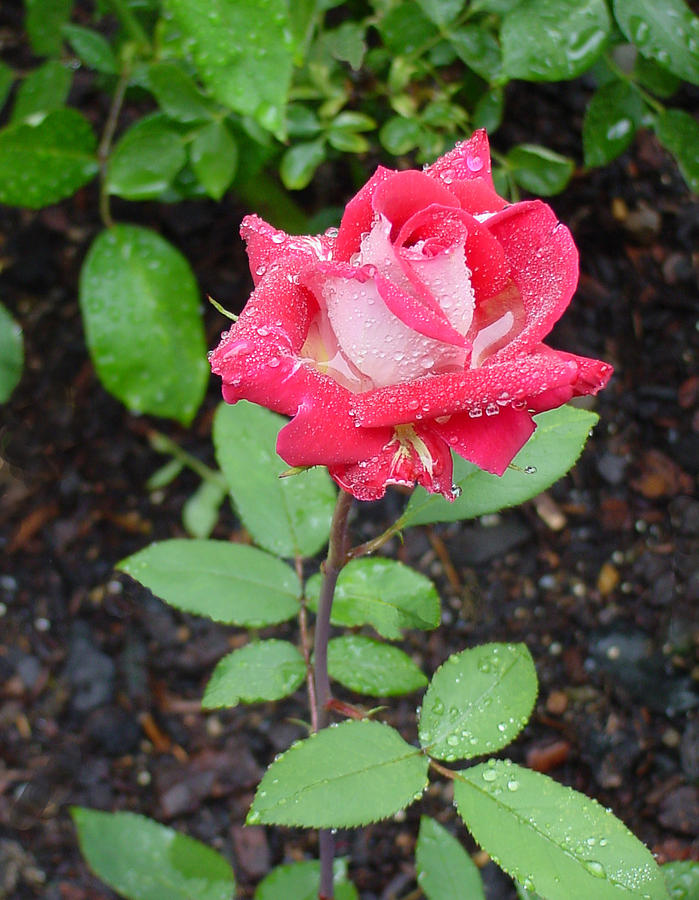 Bi-colored Rose in Rain Photograph by Shirley Heyn