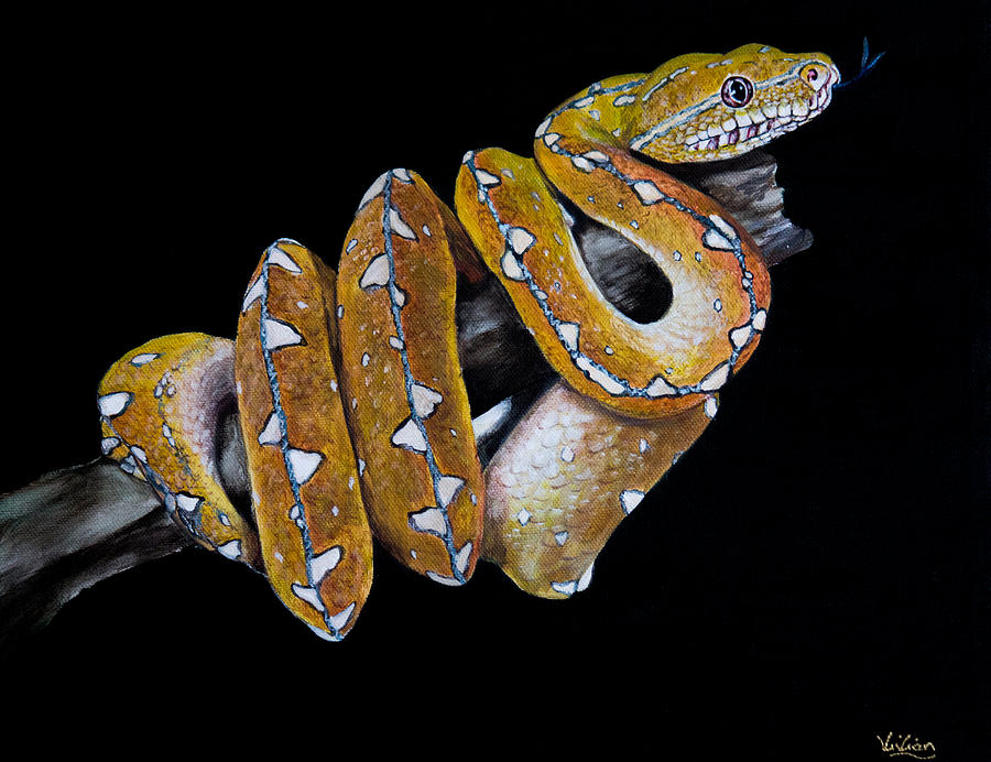 Snake Painting - Biak Green Tree Python by Vivian Casey Fine Art