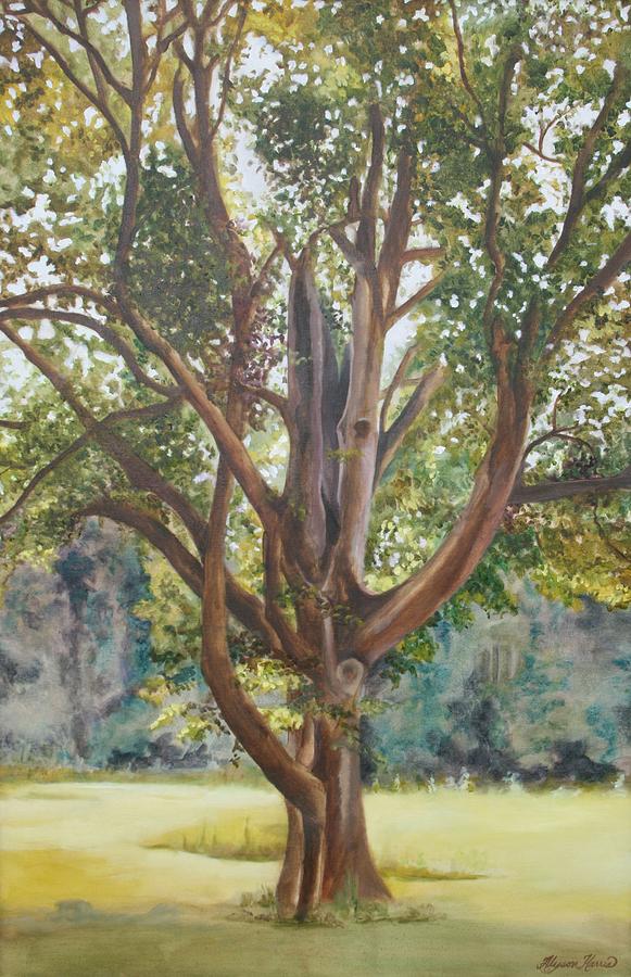 Bicentennial Beech Painting by Alyson Harris | Fine Art America