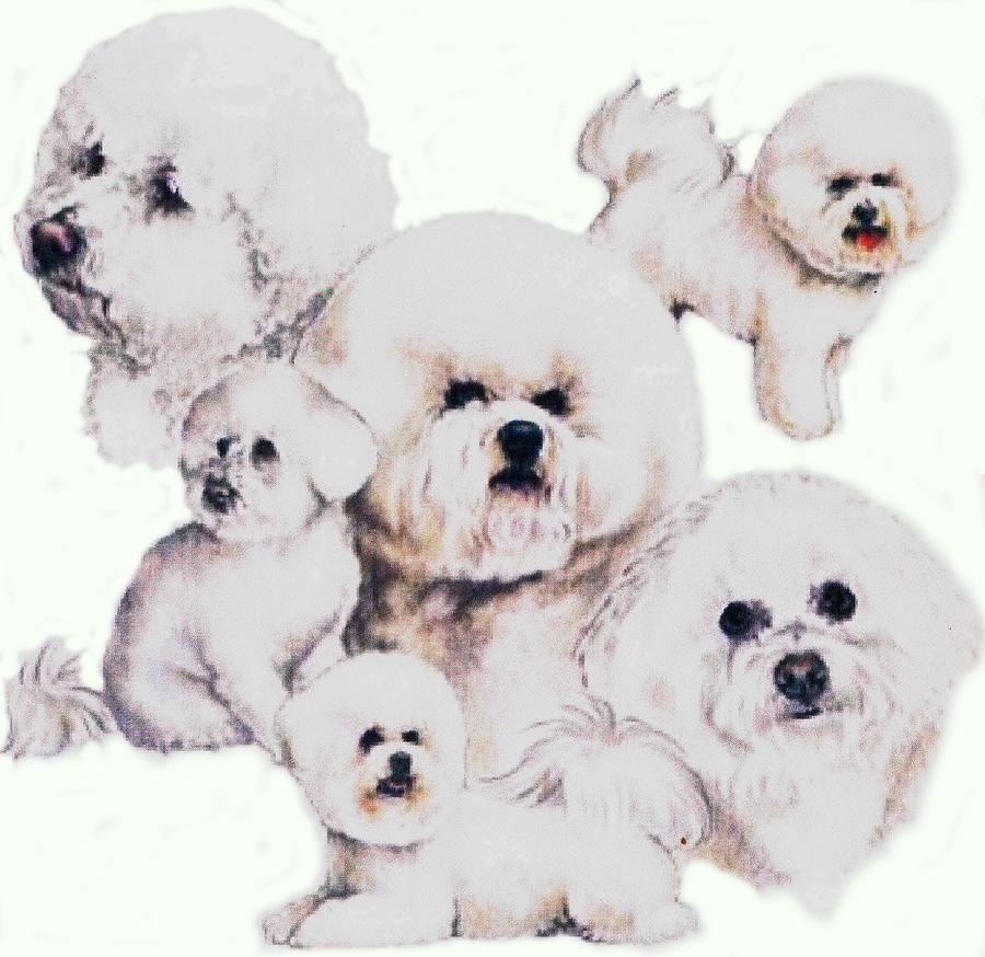 Bichon Friese Montage Drawing by Barbara Keith