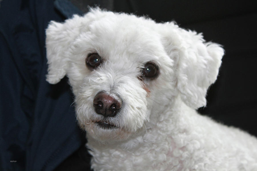 Dog Photograph - Bichon  Frise  One by Carl Deaville