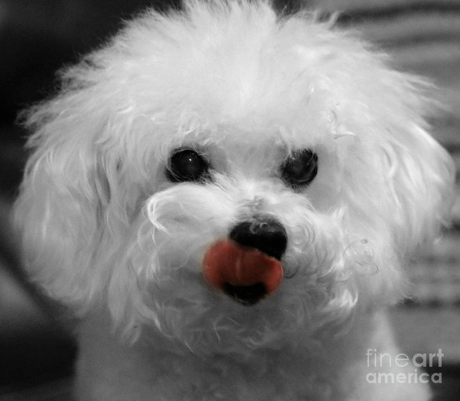 Bichon In The Pink Photograph