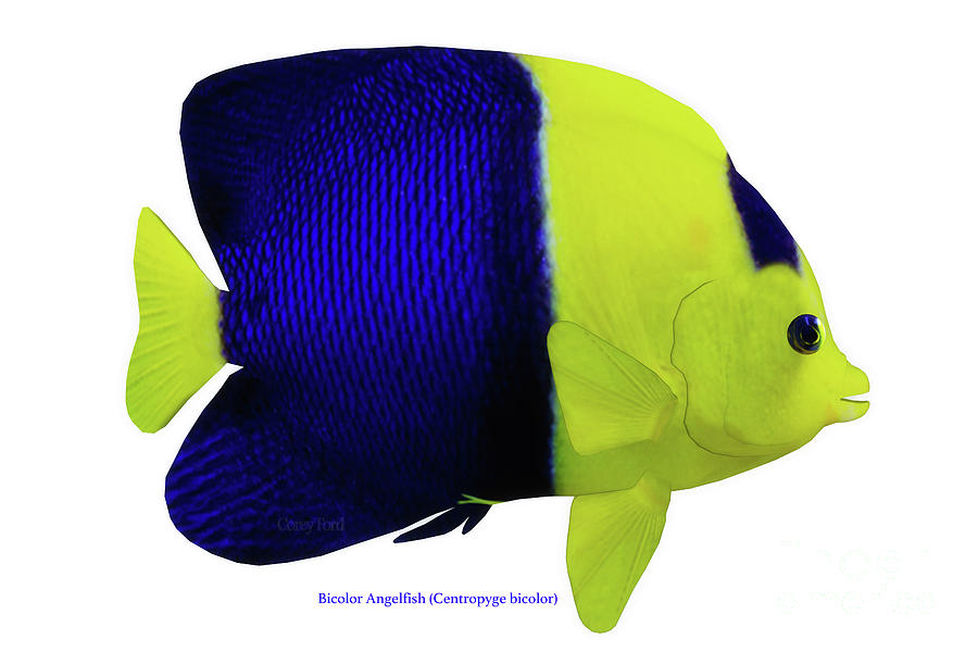 Bicolor Angelfish Digital Art by Corey Ford