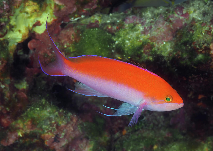 Bicolor Anthias Photograph by Karen Williams Bryan | Fine Art America