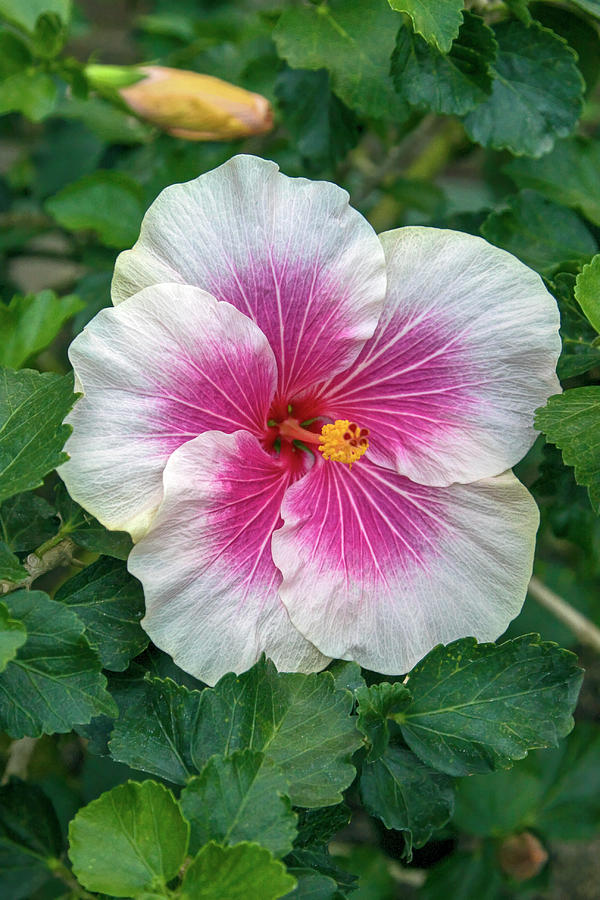 Bicolor Hibiscus Photograph by Sally Weigand