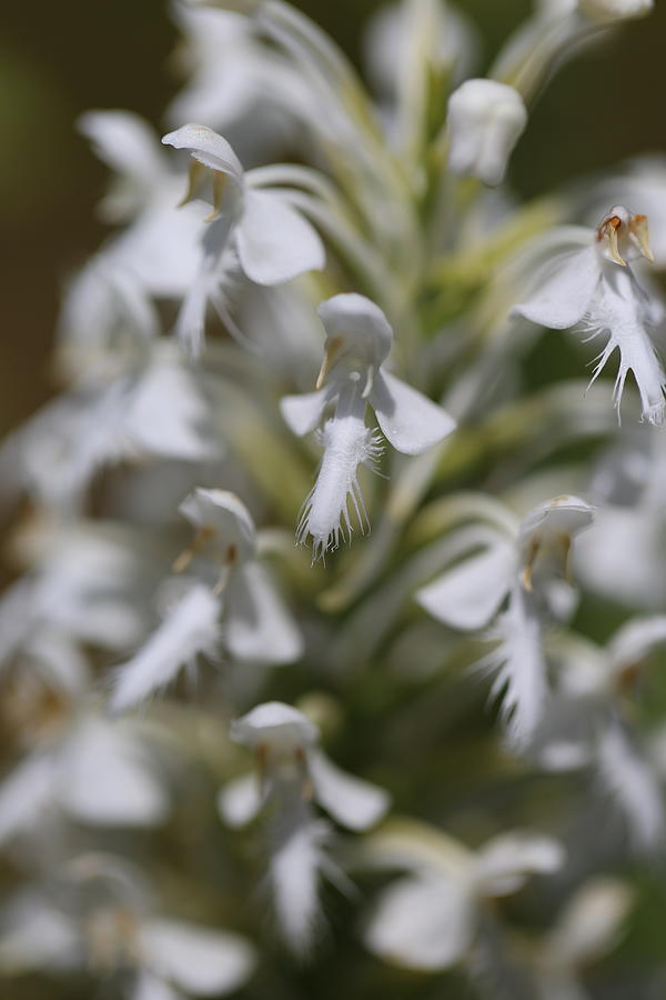Bicolor hybrid fringed wild orchid Photograph by David Hand