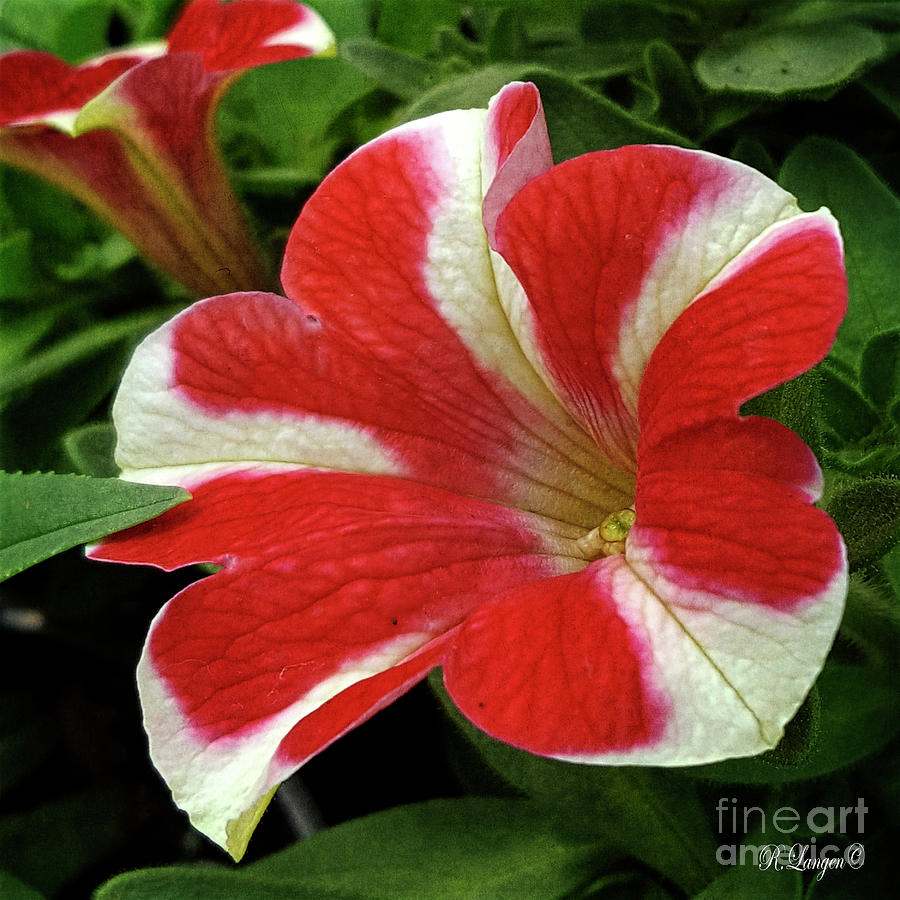 Bicolor Petunia Photograph by Rebecca Langen