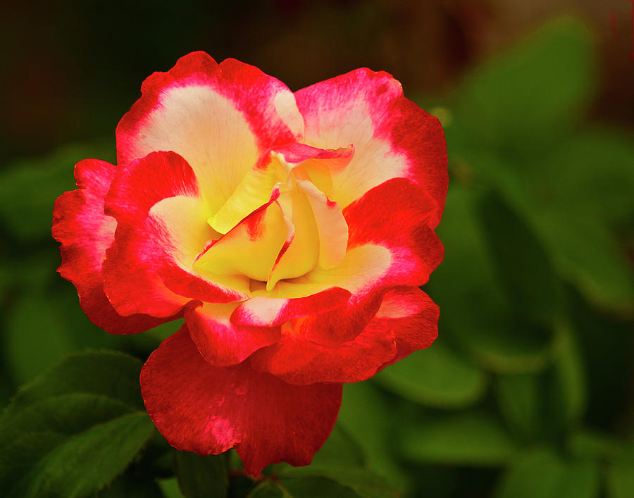 BiColor Rose Photograph by Bill Barber
