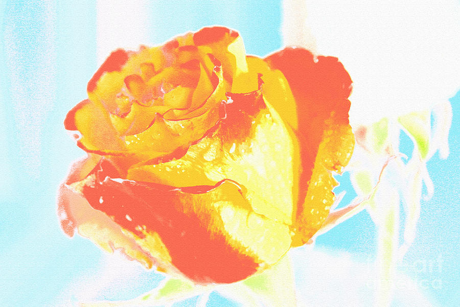 Spring Photograph - Bicolor rose by Lali Kacharava