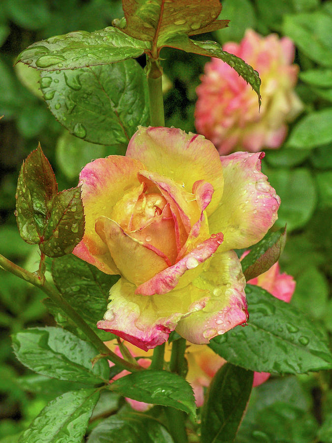 Bicolor Rose Photograph by Sally Weigand