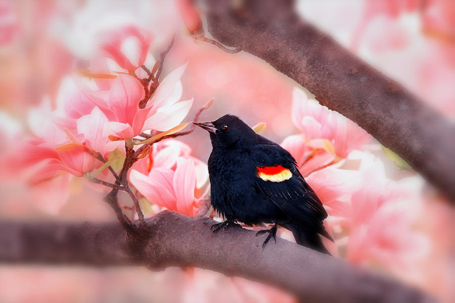 Bird  - Bicolored Epaulets by Iryna Goodall