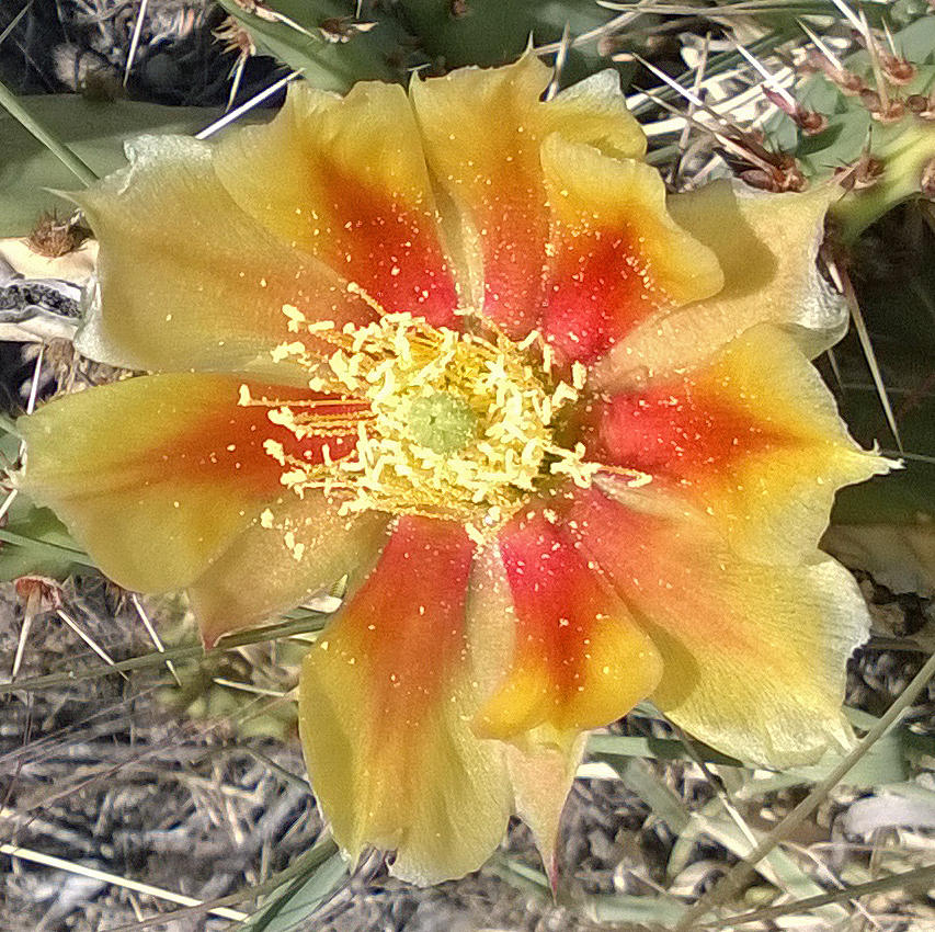 Bicolored Prickly Pear Bloom Photograph by Claudia Goodell