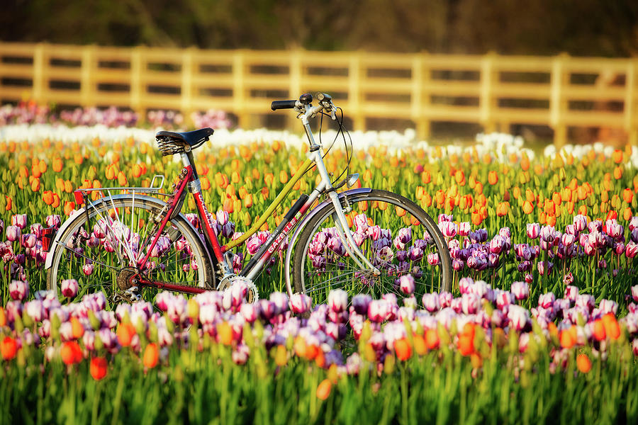 Bicycle and Tulips Photograph by Jerry Fornarotto
