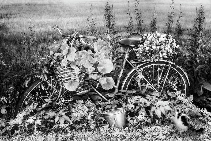Bicycle in the Flower Garden Black and White Photograph by Debra and Dave Vanderlaan