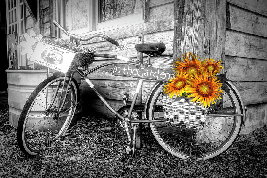 Bicycle in the Garden Art in Black and White and Sunflowers Photograph by Debra and Dave Vanderlaan