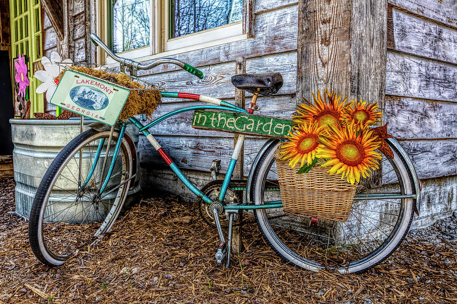 Bicycle in the Garden Art in Detailed Color and Sunflowers Photograph by Debra and Dave Vanderlaan