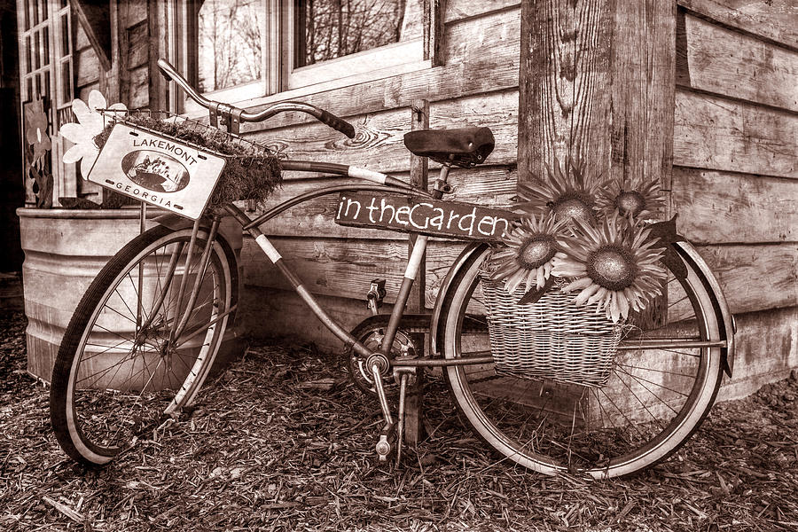 Bicycle in the Garden Art in Sepia and Sunflowers Photograph by Debra and Dave Vanderlaan