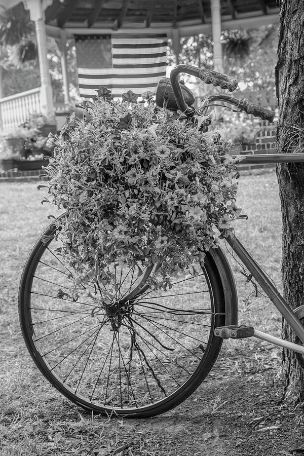 Bicycle in the Park Art Black and White Photograph by Debra and Dave Vanderlaan