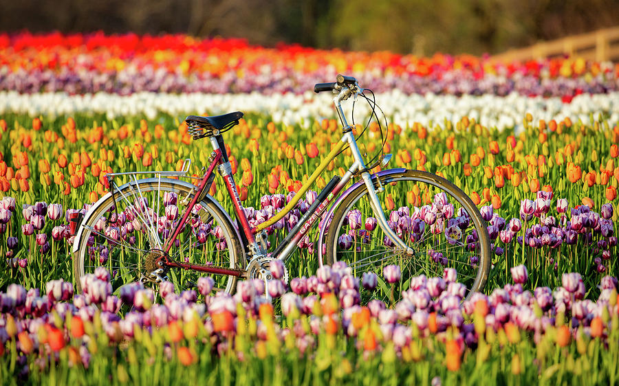 Bicycle in Tulip Field Photograph by Jerry Fornarotto
