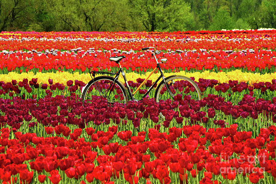 Bicycle In Tulip Field Photograph