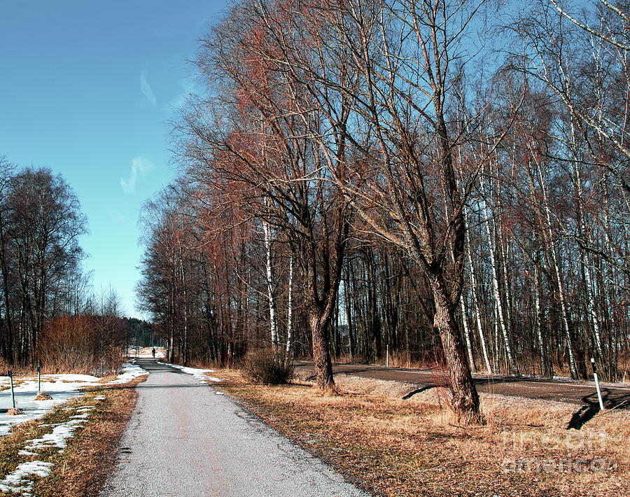 Tree Photograph - Bicycle path by Esko Lindell