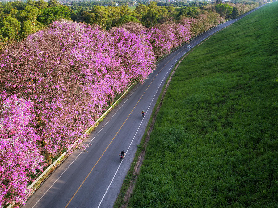 Bicycle road with pink flowe in Bangpra lake Photograph by Anek Suwannaphoom