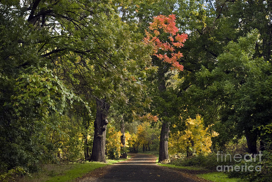 Bidwell Park by One Mile Photograph by Richard Verkuyl
