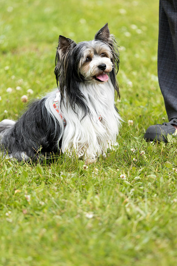 Biewer Yorkshire Terrier Photograph