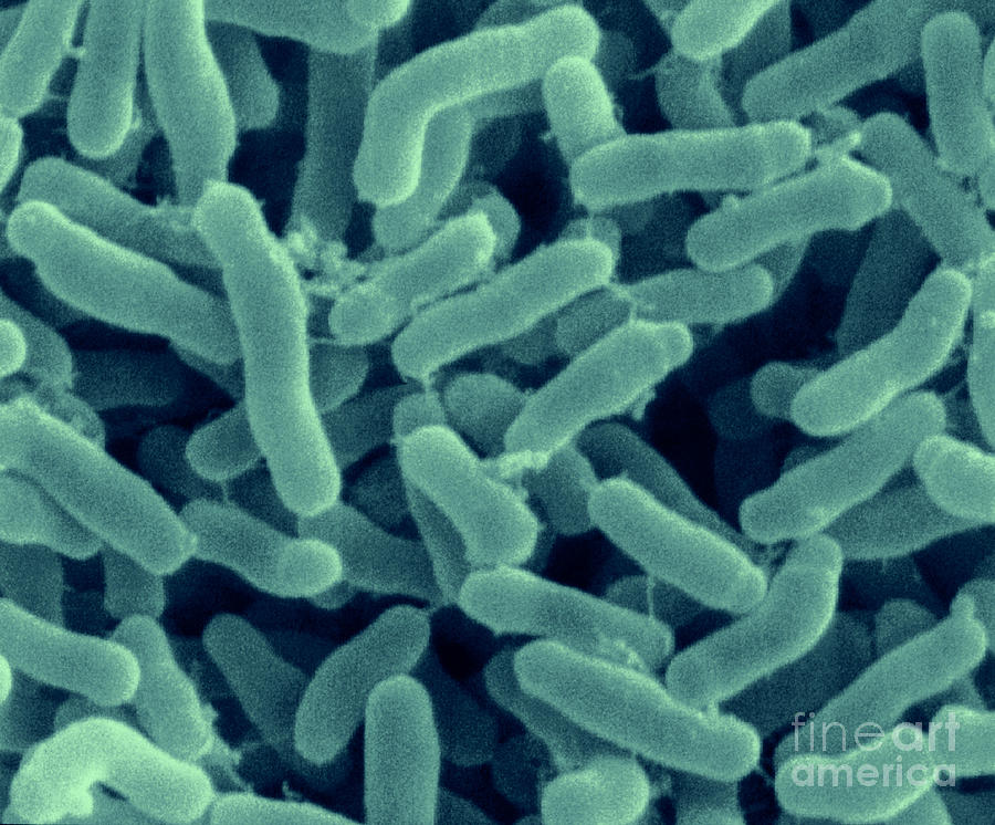 Bifidobacterium Cuniculi Photograph by Scimat - Pixels