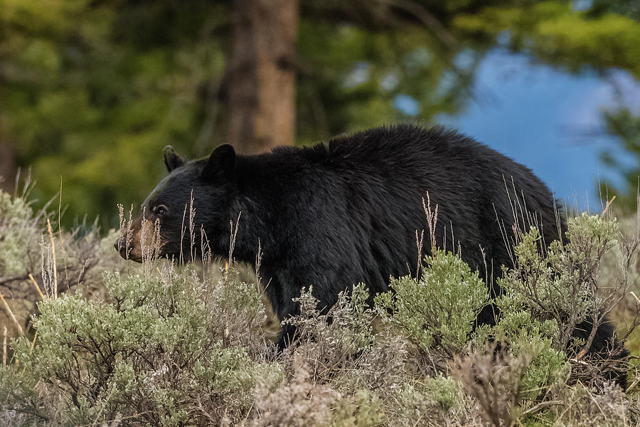 Big And Bold Black Bear Boar Photograph by Yeates Photography