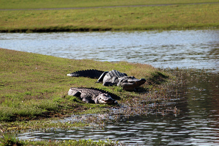 Big And Huge Alligators Photograph by Cynthia Guinn