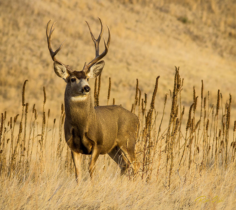 Big Badlands Buck Photograph by Rikk Flohr