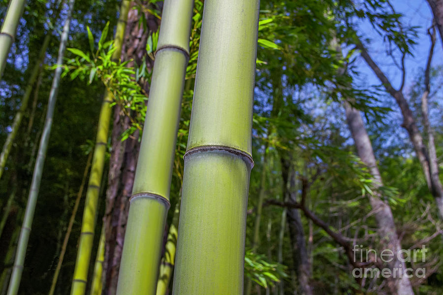 Big Bamboo Photograph by Karen Jorstad
