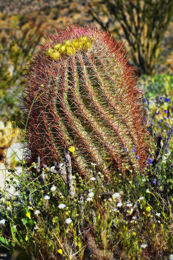 Big Barrel Cactus Photograph by Kelley King
