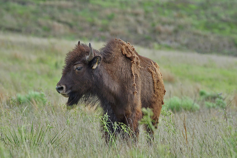 Big Basin Bison Photograph by Alan Hutchins