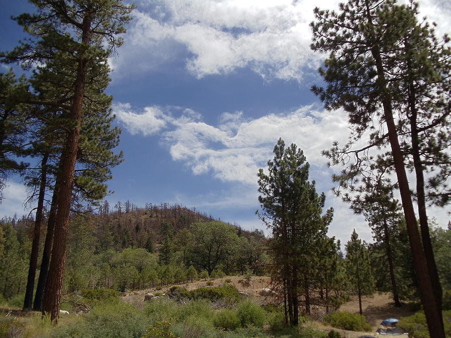 Big Bear Camping Trip Photograph by Alisha Carroll - Fine Art America