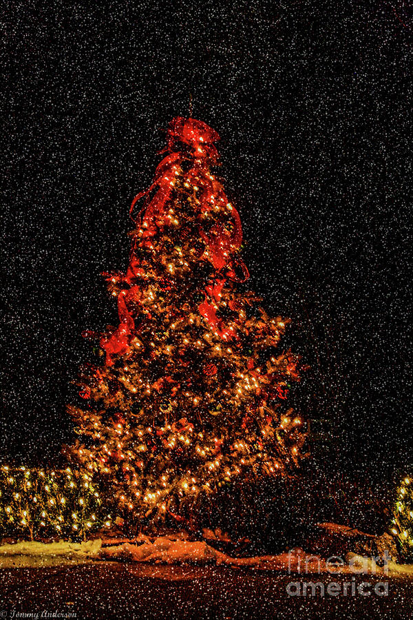 Winter Photograph - Big Bear Christmas Tree by Tommy Anderson